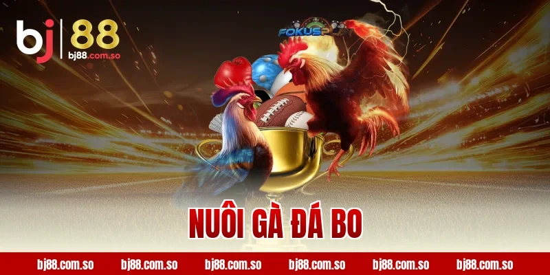 nuôi gà đá bo